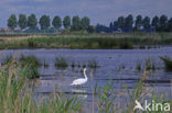 Knobbelzwaan (Cygnus olor)