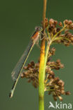 Lantaarntje (Ischnura elegans)