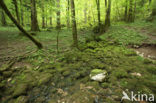 Natuurpark Rakov Skocjan