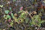 Ondergedoken moerasscherm (Apium inundatum) 