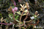 Ondergedoken moerasscherm (Apium inundatum) 