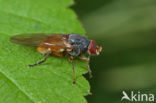 Oostelijke Sapzwever (Brachyopa pilosa)