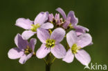 Pinksterbloem (Cardamine pratensis)