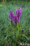 Rietorchis (Dactylorhiza praetermissa)