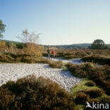 Schoorlse Duinen