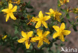 Sint-Janskruid (Hypericum perforatum)