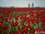 Tulp (Tulipa)