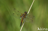 Viervlek (Libellula quadrimaculata)