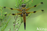 Viervlek (Libellula quadrimaculata)