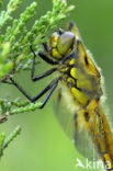 Viervlek (Libellula quadrimaculata)