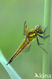 Viervlek (Libellula quadrimaculata)