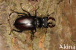 Vliegend hert (Lucanus cervus)