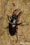 Vliegend hert (Lucanus cervus)