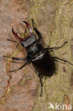 Vliegend hert (Lucanus cervus)