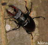 Vliegend hert (Lucanus cervus)