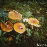 Vliegenzwam (Amanita muscaria)