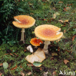 Vliegenzwam (Amanita muscaria)