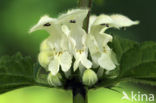 Witte dovenetel (Lamium album)