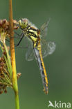 Zwarte heidelibel (Sympetrum danae)