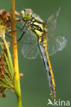 Zwarte heidelibel (Sympetrum danae)