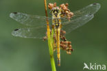 Zwarte heidelibel (Sympetrum danae)