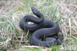 Adder (Vipera berus) 