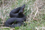 Adder (Vipera berus) 