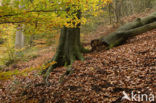 Beuk (Fagus sylvatica)