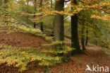 Beuk (Fagus sylvatica)