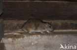 Bruine rat (Rattus norvegicus)