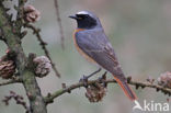 Gekraagde Roodstaart (Phoenicurus phoenicurus)