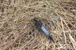 Gewone oeverlibel (Orthetrum cancellatum)