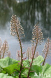 Groot hoefblad (Petasites hybridus)