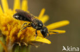 Halfglanzende Groefbij (Lasioglossum semilucens)