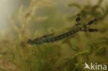 Houtpantserjuffer (Lestes viridis)