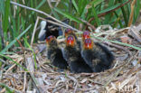 Meerkoet (Fulica atra)