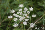 Melkeppe (Peucedanum palustre)