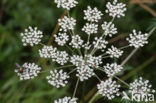 Melkeppe (Peucedanum palustre)