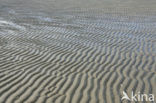 Nationaal Park Duinen van Texel