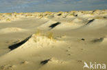 Nationaal Park Duinen van Texel