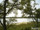 Nationaal Park Dwingelderveld