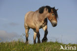 Paard (Equus spp)