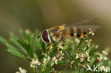 Zwartsprietbandzwever (Epistrophe grossulariae)