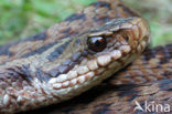 Adder (Vipera berus) 