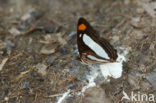 Adelpha thoasa