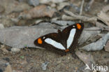 Adelpha thoasa