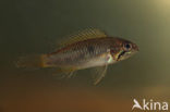 Apistogramma sp.