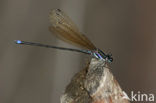 Argia indicatrix