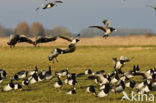 Brandgans (Branta leucopsis)