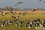 Brandgans (Branta leucopsis)